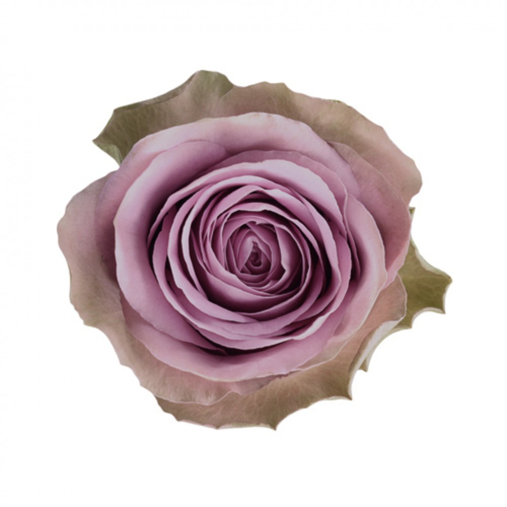Rose TIARA lilac-lavander 40 A1 Ceres Farms Ecuador buy wholesale on M-Flowers