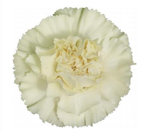 Carnation Diletta Crema cream 70 A1  Colombia купить оптом на M-Flowers