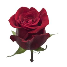 Rose Fortune red 50 A1 Quimbiamba Ecuador buy wholesale on M-Flowers