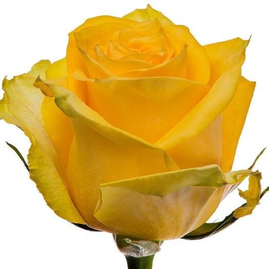Rose Mohana 50 A1 Attar Roses EC buy wholesale on M-Flowers