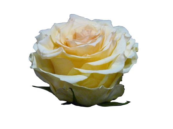 Rose Pearl Finess cream 50 A1 QualisA Ecuador купить оптом на M-Flowers