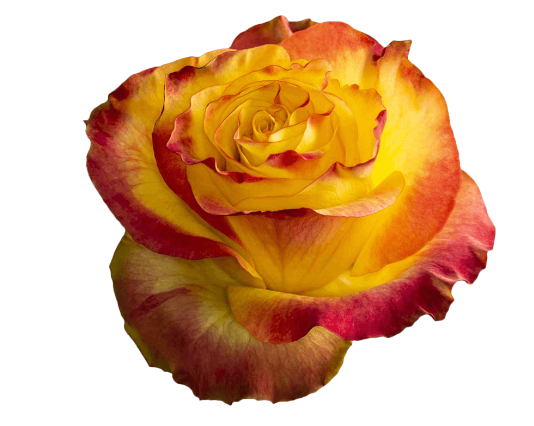 Rose NEWSFLASH multicolor 50 A1 Herrera Farms Ecuador buy wholesale on M-Flowers