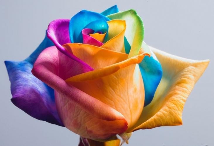 Rose RAINBOW 60 A1 Flower Village EC buy wholesale on M-Flowers