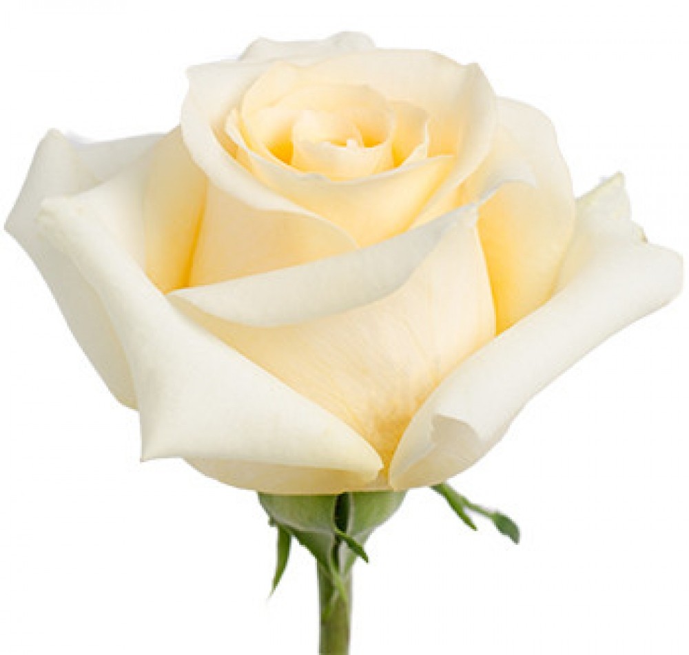 Rose Cream Esperance cream 50 A1 Rose Cream Esperance 50 A1 Hoja Verde EC купить оптом на M-Flowers