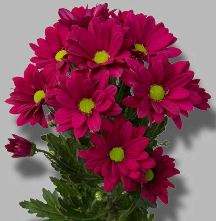 Chr t Purple Star purple 70 A1 Zentoo Netherlands buy wholesale on M-Flowers