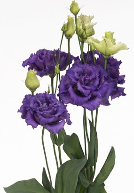 Eustoma Alissa Blue 72 A1 Lugt NL buy wholesale on M-Flowers