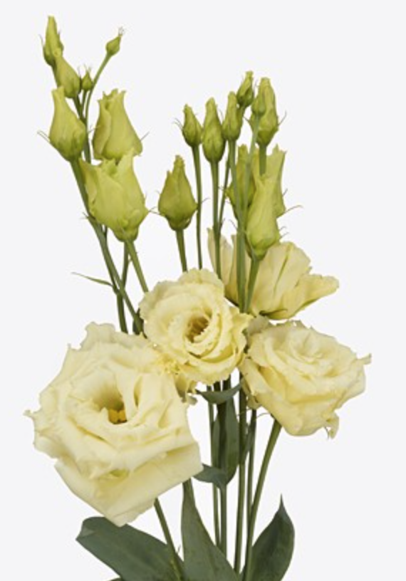 Eustoma Alissa Yellow 72 A1 Lugt NL comprar al por mayor en M-Flowers