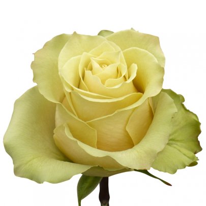 Garden Rose Amaretto 50 A1 TAMBUZI LTD KE купить оптом на M-Flowers