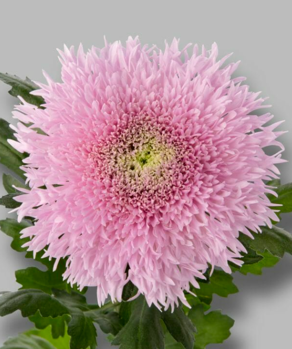 Chr G Etrusko 70 A1 Decorum NL buy wholesale on M-Flowers