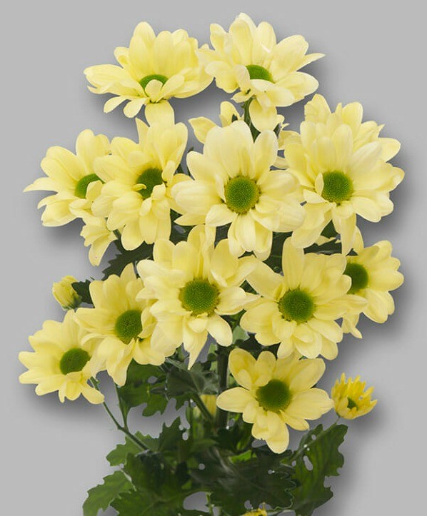 Chr t Chic Cream 70 A1 Zentoo NL comprar al por mayor en M-Flowers