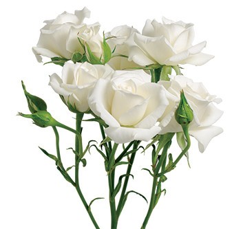 Rose White Majolica 60 A1 AZAYA GARDENS EC buy wholesale on M-Flowers