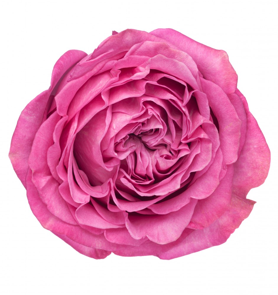 Rose Queens Crown multicolor 50 A1 Nycol Roses Ecuador buy wholesale on M-Flowers