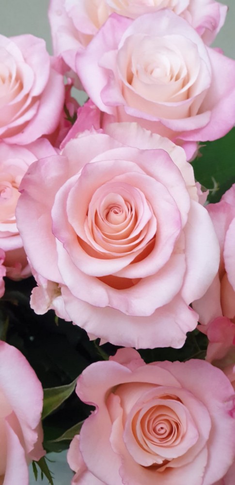 Rose Cielo 40 A1 Rosas del Corazon EC buy wholesale on M-Flowers