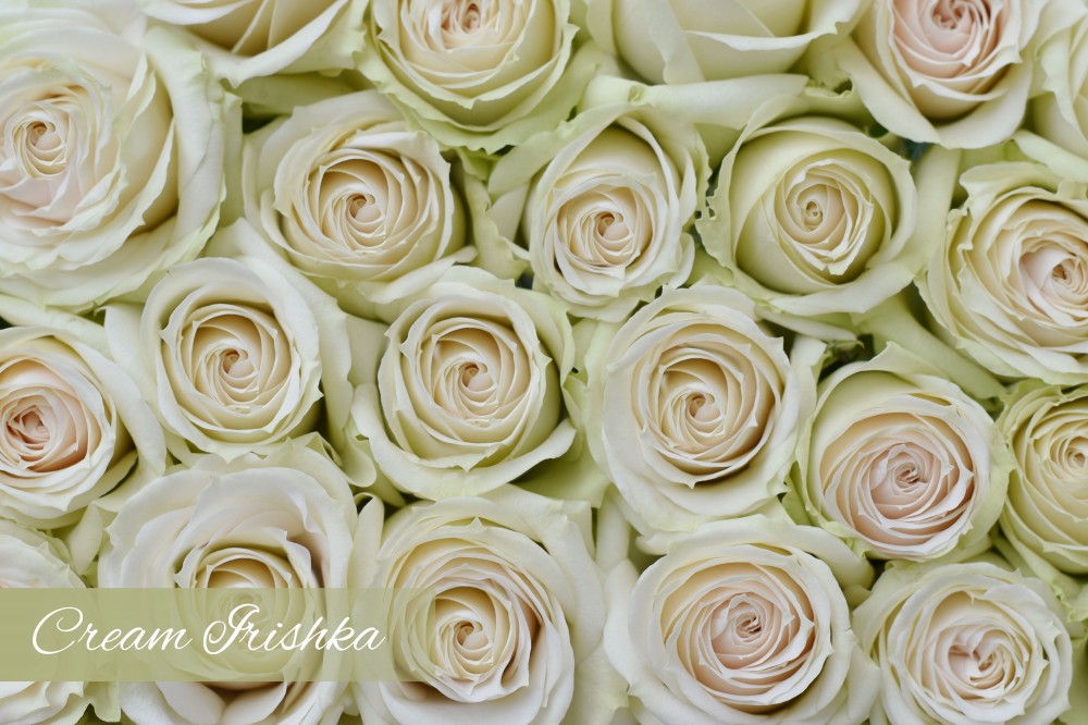 Spray roses Cream Irishka 40 A1 Pierroses EC buy wholesale on M-Flowers