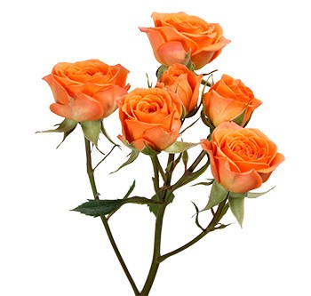 Spray roses Orange Star orange 40 A1 Pierroses Ecuador buy wholesale on M-Flowers