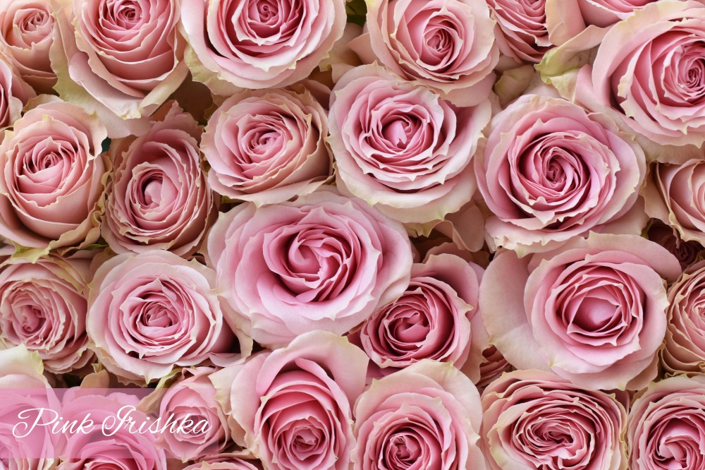 Spray roses Pink Irishka pink 50 A1 Spray roses Pink Irishka 50 A1 LA JOSEFINA EC buy wholesale on M-Flowers