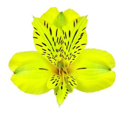 Alstroemeria Bella Star 60 A1 GOLDEN TULIP FARMS LTD KE buy wholesale on M-Flowers