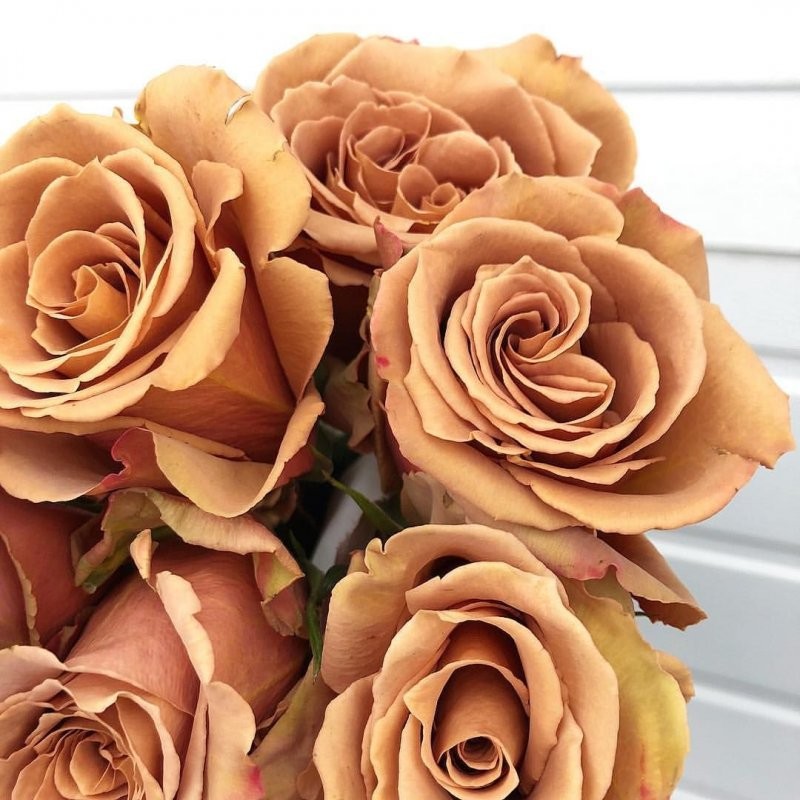 Rose Toffee 50 A1 DIMAFLORA EXPORT EC купить оптом на M-Flowers