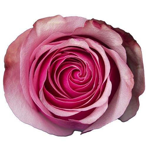 Rose Pink Paloma pink 50 A1 Olimpo Flowers Ecuador купить оптом на M-Flowers