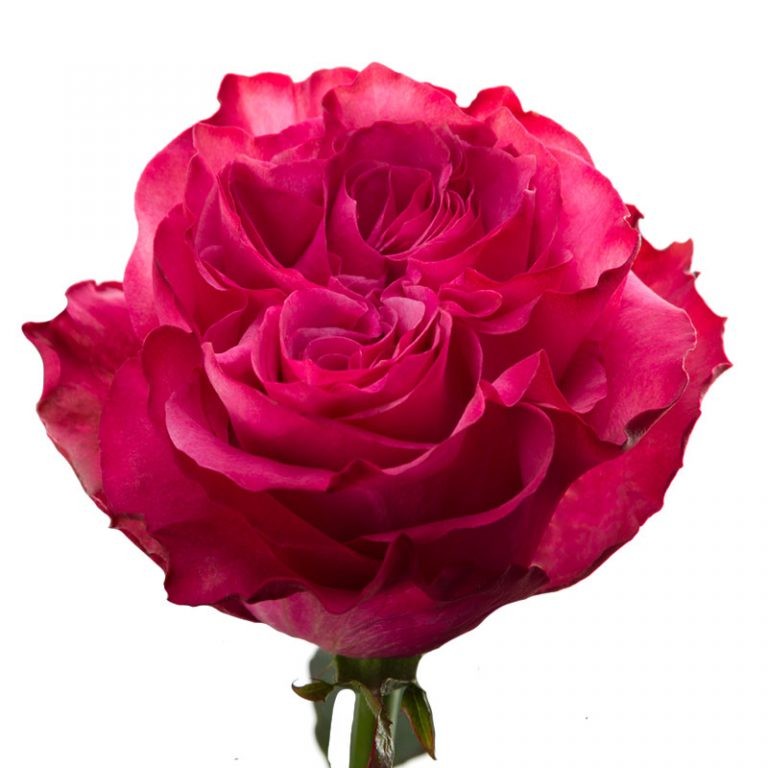 Rose Country Blues 50 A1 Tierra Verde EC buy wholesale on M-Flowers