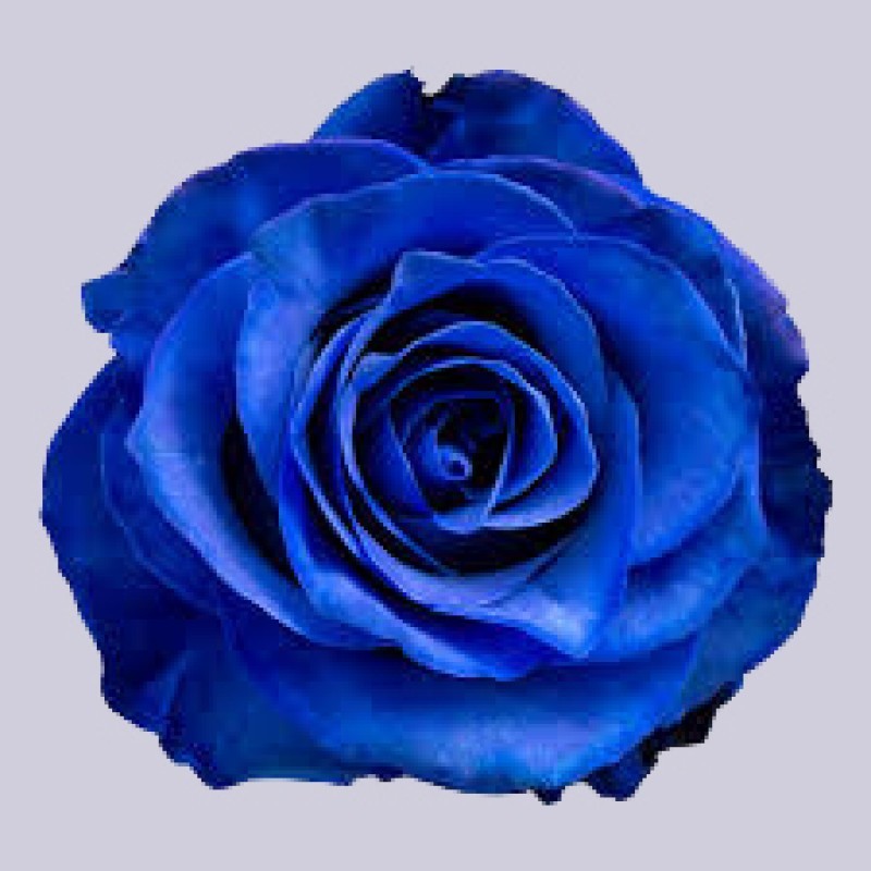 Rose Tinted Blue 60 A1 Much Flowers EC buy wholesale on M-Flowers