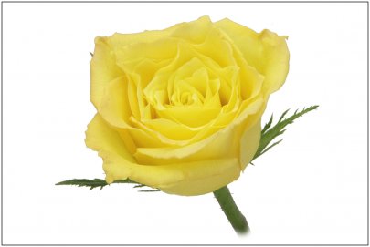 Rose Jupiter yellow 35 A1 VALENTINE GROWERS LTD Kenya buy wholesale on M-Flowers