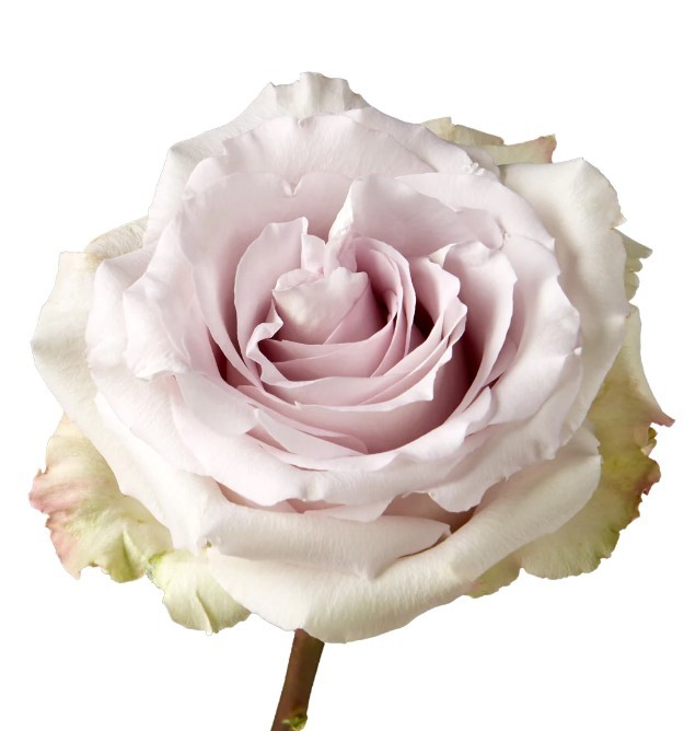 Rose Andrea 40 A1 Cantiza EC buy wholesale on M-Flowers
