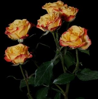 Spray roses Rumba multicolor 45 A1 Spray roses Rumba 45 A1 Pro Plan EC comprar al por mayor en M-Flowers