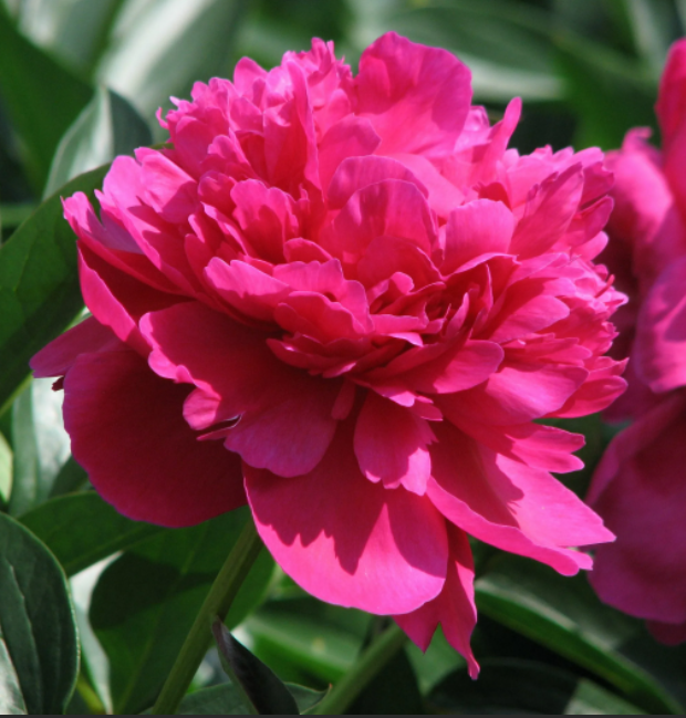 Peonies Kansas 60 A1 My Peony NL comprar al por mayor en M-Flowers