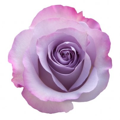 Rose Roses Lavender Purple Haze multicolor 60 A1 ROYAL FLOWERS Ecuador buy wholesale on M-Flowers
