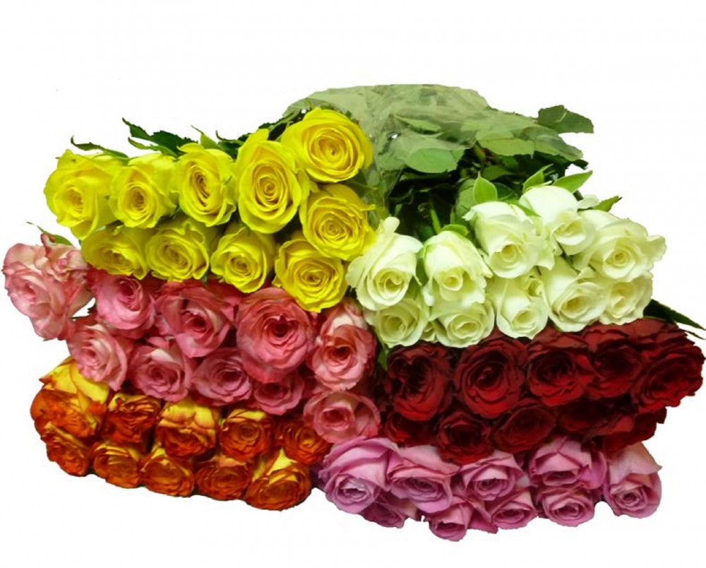 Rose Roses Assorted multicolor 60 A1 Rose Roses Assorted 60 A1 Cantiza EC buy wholesale on M-Flowers