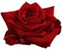 Rose Pride 60 A1 QUALIFERUS RU buy wholesale on M-Flowers