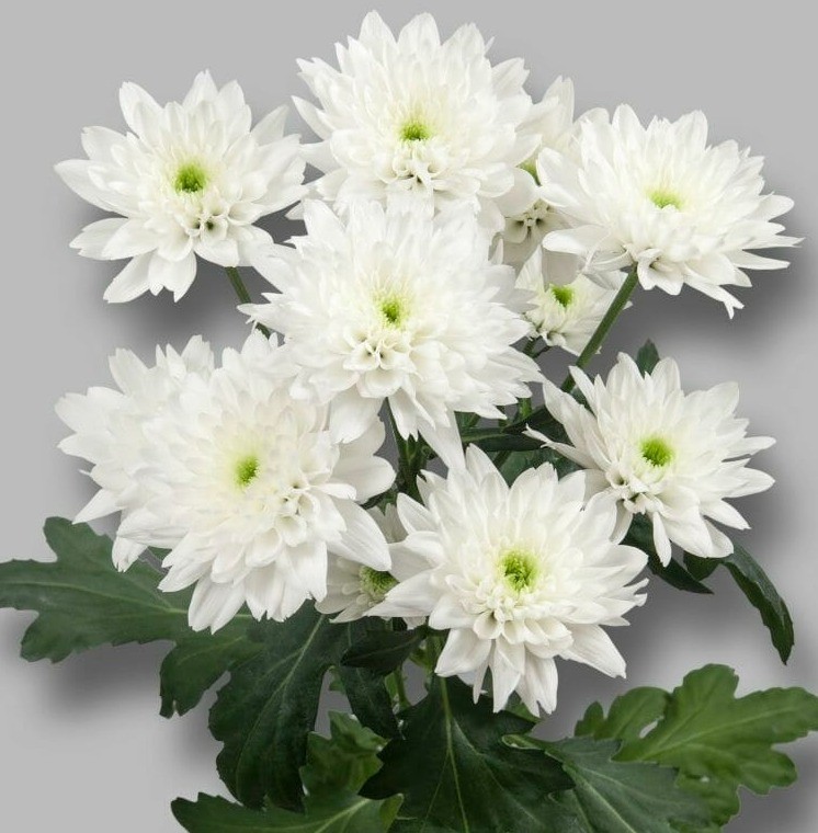 Chr t Euro white 70 A1 QUALITY FLOWER Netherlands comprar al por mayor en M-Flowers