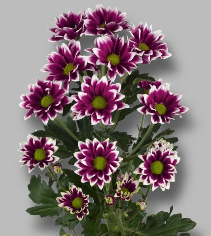 Chr t Haydar purple 70 A1 Zentoo Netherlands buy wholesale on M-Flowers