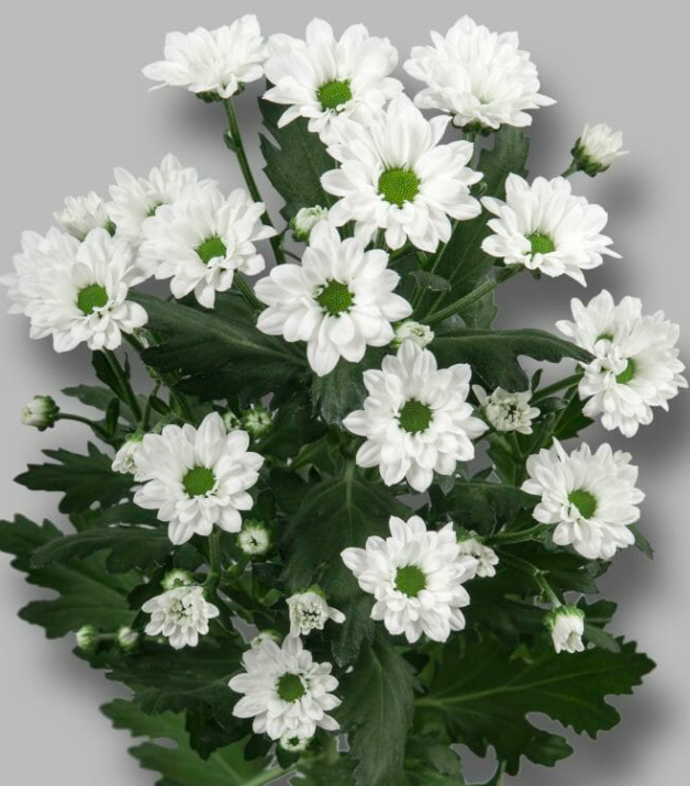 Chr San Bouncer white 55 A1 Zentoo Netherlands купить оптом на M-Flowers