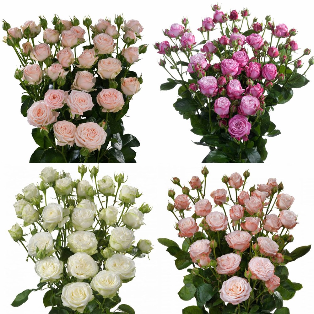 Garden Spray Rose Mix Bombastic multicolor 50 A1 Karen Roses Kenya comprar al por mayor en M-Flowers