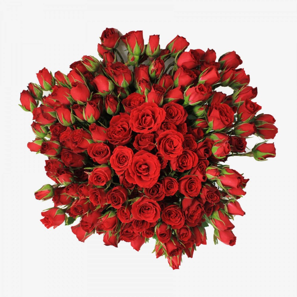 Spray roses Red Mikado 40 A1 Pierroses EC buy wholesale on M-Flowers