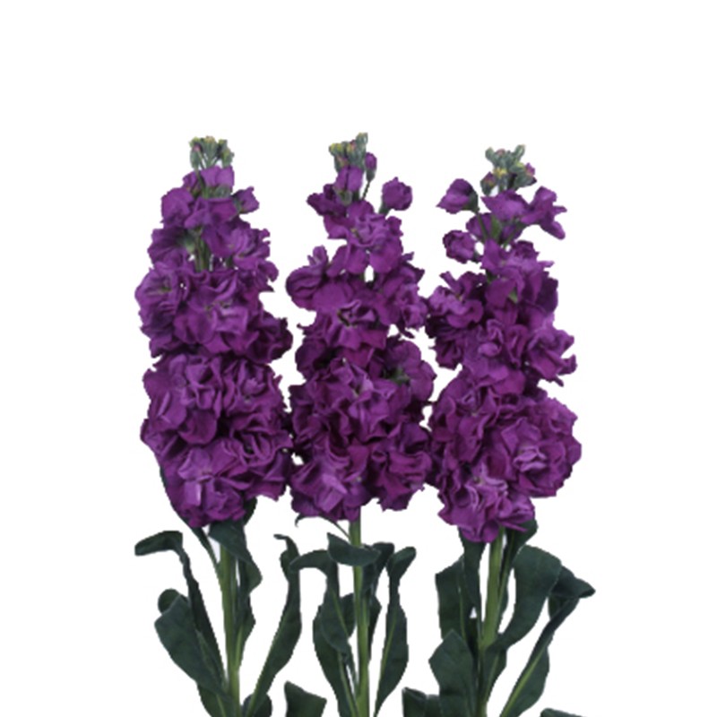 Mathiola Purple purple 70 A1 Multiflora Colombia comprar al por mayor en M-Flowers