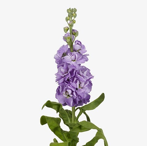 Mathiola Lavender 60 A1 Coexflor EC buy wholesale on M-Flowers