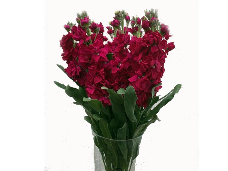 Mathiola Red 14 A1 Coexflor EC buy wholesale on M-Flowers