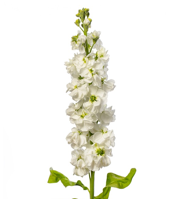 Mathiola White 60 A1 Fresh Exports EC buy wholesale on M-Flowers