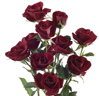 Spray roses Red Sensation 40 A1 SIAN ROSES KE buy wholesale on M-Flowers