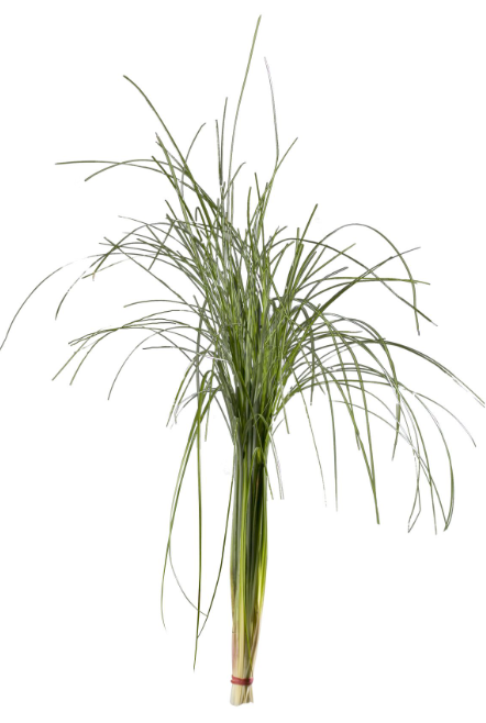 Groen Beargrass 60 A1 Best Greens NL купить оптом на M-Flowers