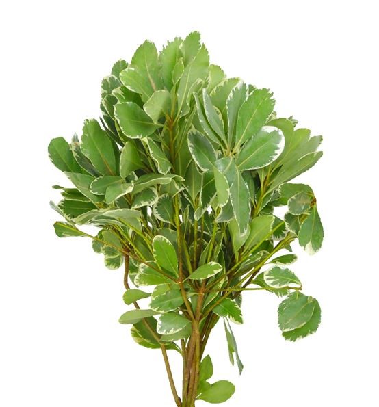 Groen Pittosporum Ilan 40 A1 Best Greens NL buy wholesale on M-Flowers