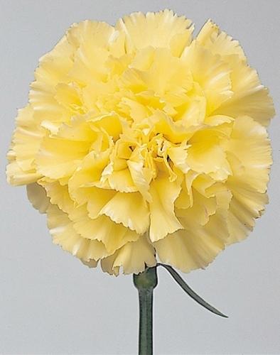 Carnation Candy yellow 70 A1 Carnation Candy 70 A1 San José Flowers EC купить оптом на M-Flowers