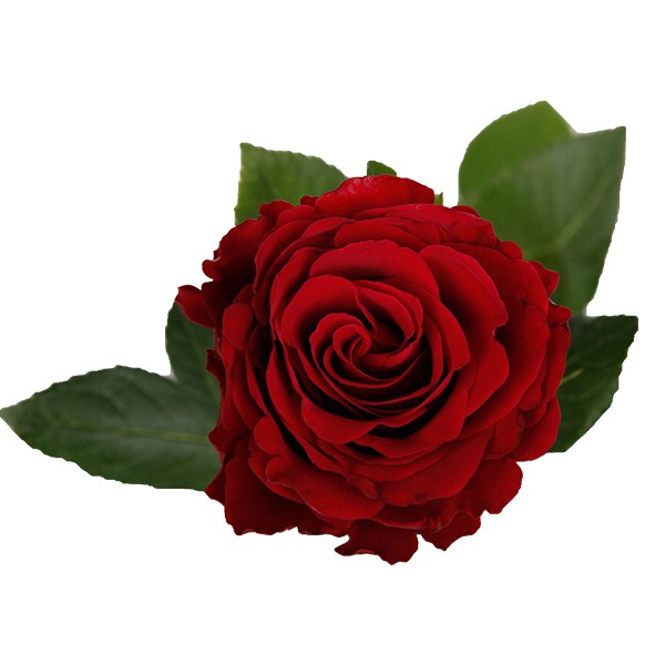 Rose Upper Class red 40 A1 Karen Roses Kenya comprar al por mayor en M-Flowers