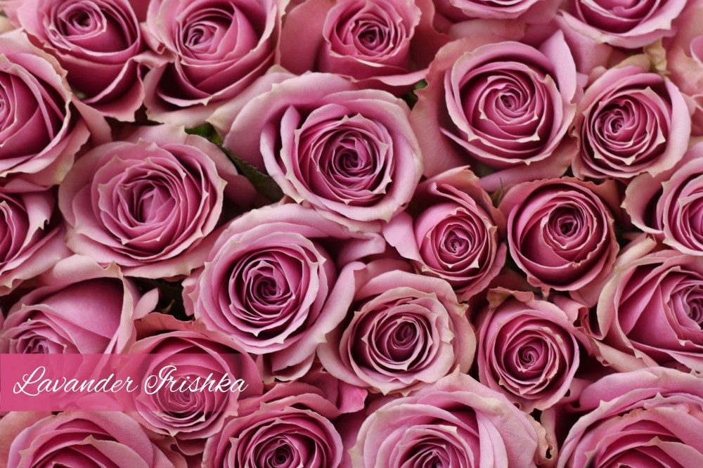 Spray roses Lavender Irishka lilac-lavander 50 A1 Spray roses Lavender Irishka 50 A1 LA JOSEFINA EC buy wholesale on M-Flowers