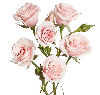 Spray roses Pink Majolika multicolor 50 A1 Tambuzi Limited Kenya buy wholesale on M-Flowers