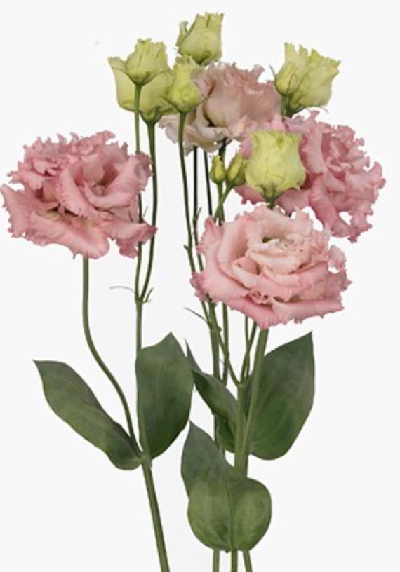 Eustoma Alissa Pink 72 A1 Lugt NL buy wholesale on M-Flowers