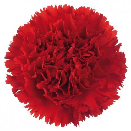 Carnation Eskimo 70 A1 Coexflor EC buy wholesale on M-Flowers